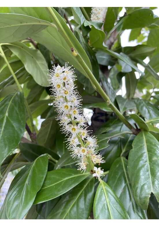 Kirschlorbeer Baum 'Novita' | Prunus laurocerasus 'Novita'