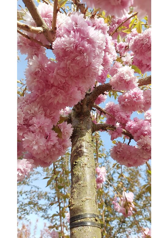 Hängende Nelkenkirsche 'Kiku-shidare-Zakura' | Prunus serrulata 'Kiku-shidare-Zakura'