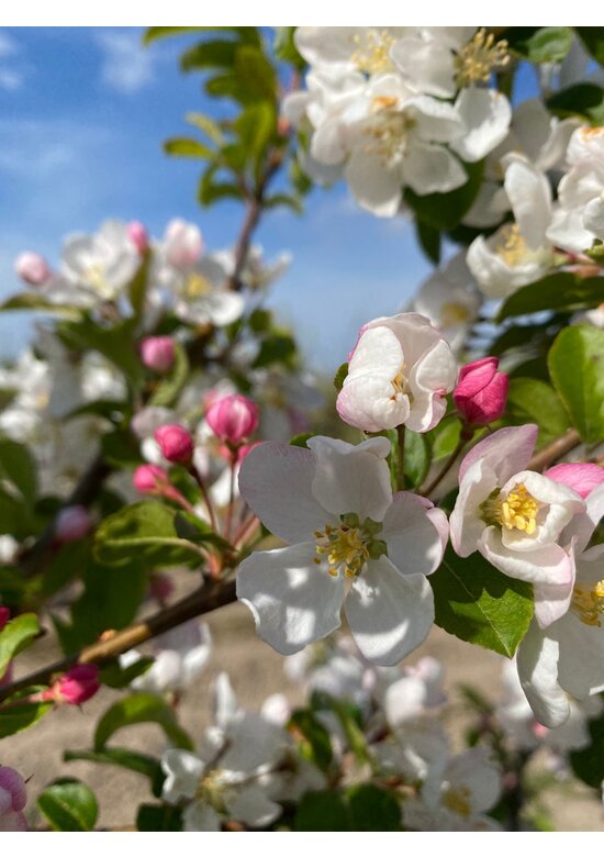 Zierapfel 'Red Sentinel' | Malus 'Red Sentinel'