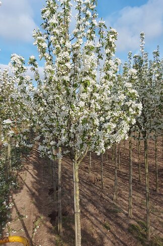 Zierapfel 'Street Parade' | Malus baccata 'Street Parade'