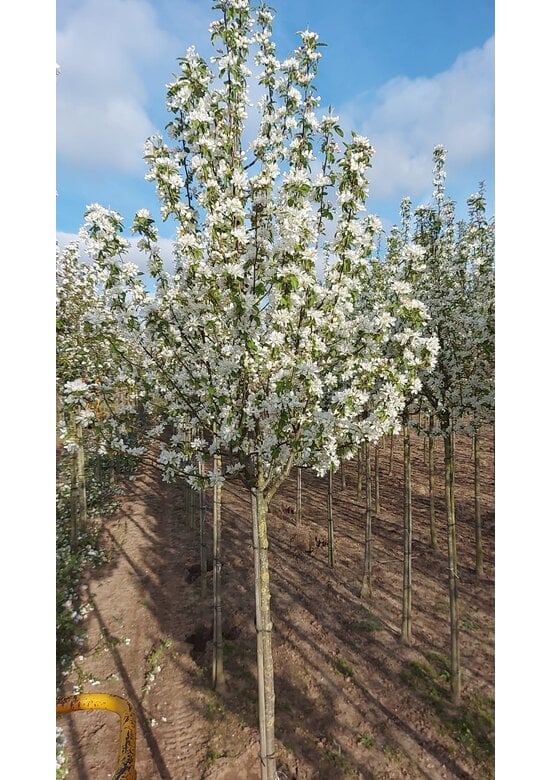 Zierapfel 'Street Parade' | Malus baccata 'Street Parade'