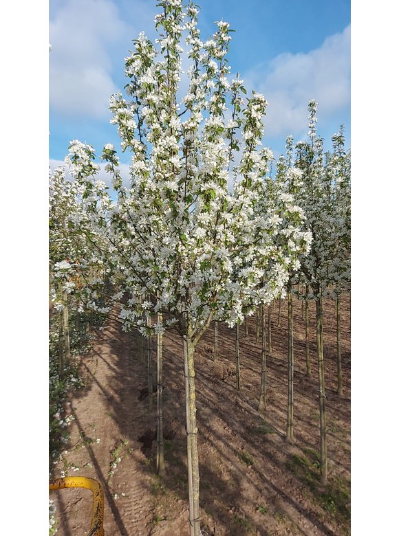 Zierapfel 'Street Parade' | Malus baccata 'Street Parade' Zierapfel 'Street Parade' | Malus baccata 'Street Parade'