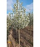 Zierapfel 'Street Parade' | Malus baccata 'Street Parade'