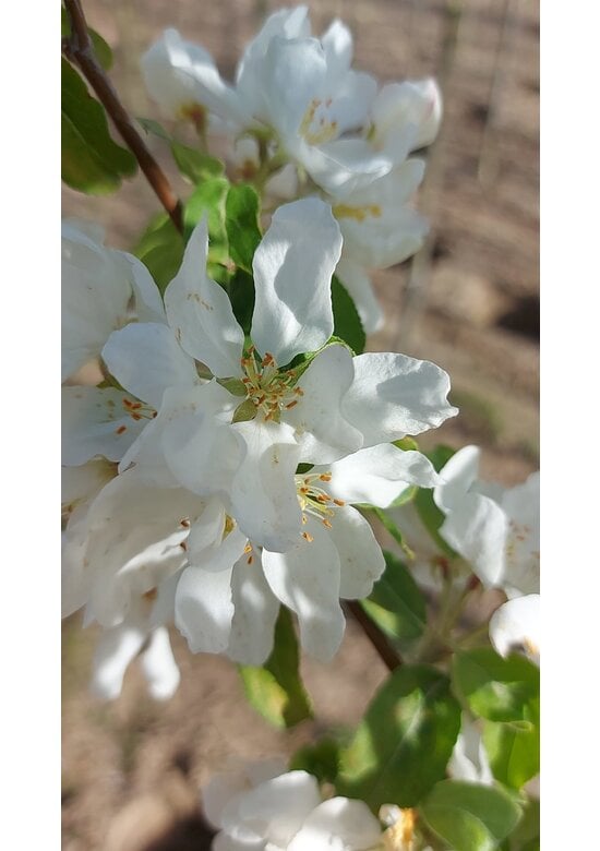 Zierapfel 'Street Parade' | Malus baccata 'Street Parade'