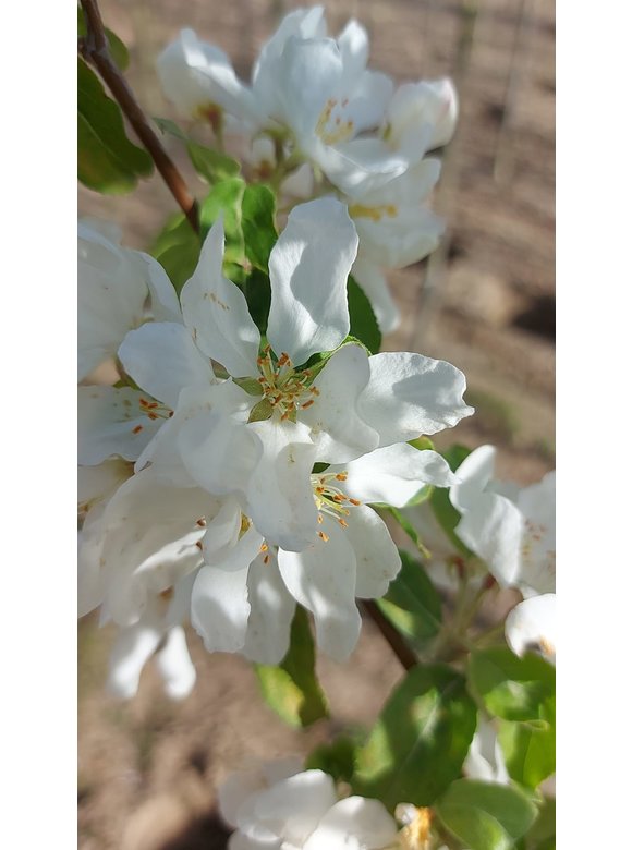 Zierapfel 'Street Parade' | Malus baccata 'Street Parade' Zierapfel 'Street Parade' | Malus baccata 'Street Parade'