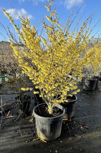 Gelbblühende Zaubernuss 'Arnold Promise' - Mehrstämmig | Hamamelis intermedia 'Arnold Promise' Gelbblühende Zaubernuss 'Arnold Promise' - Mehrstämmig | Hamamelis intermedia 'Arnold Promise'