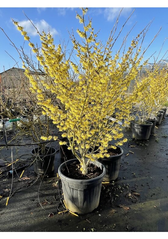 Gelbblühende Zaubernuss 'Arnold Promise' - Mehrstämmig | Hamamelis intermedia 'Arnold Promise'