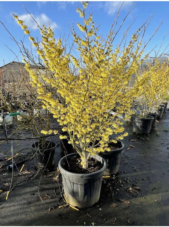 Gelbblühende Zaubernuss 'Arnold Promise' - Mehrstämmig | Hamamelis intermedia 'Arnold Promise' Gelbblühende Zaubernuss 'Arnold Promise' - Mehrstämmig | Hamamelis intermedia 'Arnold Promise'