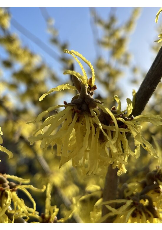 Gelbblühende Zaubernuss 'Arnold Promise' - Mehrstämmig | Hamamelis intermedia 'Arnold Promise'