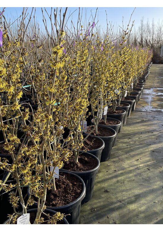 Zaubernuss ‘Westerstede’ - Mehrstämmig | Hamamelis intermedia ‘Westerstede’ Zaubernuss ‘Westerstede’ - Mehrstämmig | Hamamelis intermedia ‘Westerstede’
