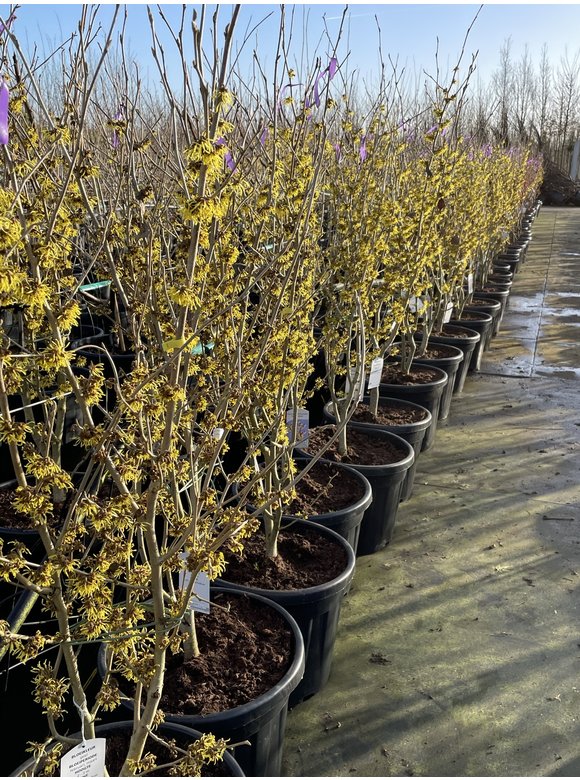 Zaubernuss ‘Westerstede’ - Mehrstämmig | Hamamelis intermedia ‘Westerstede’ Zaubernuss ‘Westerstede’ - Mehrstämmig | Hamamelis intermedia ‘Westerstede’