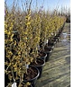 Zaubernuss ‘Westerstede’ - Mehrstämmig | Hamamelis intermedia ‘Westerstede’ Zaubernuss ‘Westerstede’ - Mehrstämmig | Hamamelis intermedia ‘Westerstede’