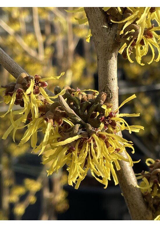 Zaubernuss ‘Westerstede’ - Mehrstämmig | Hamamelis intermedia ‘Westerstede’ Zaubernuss ‘Westerstede’ - Mehrstämmig | Hamamelis intermedia ‘Westerstede’