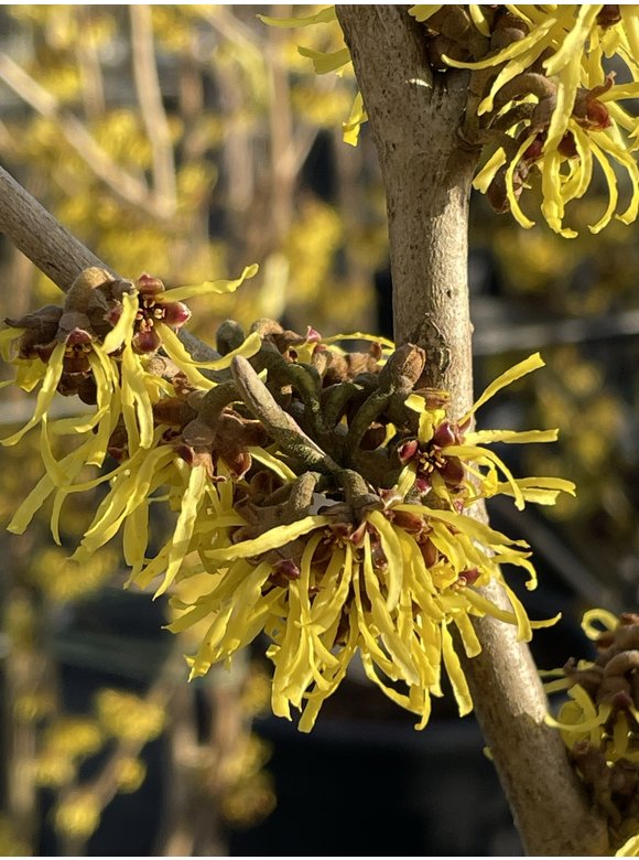 Zaubernuss ‘Westerstede’ - Mehrstämmig | Hamamelis intermedia ‘Westerstede’ Zaubernuss ‘Westerstede’ - Mehrstämmig | Hamamelis intermedia ‘Westerstede’