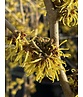Zaubernuss ‘Westerstede’ - Mehrstämmig | Hamamelis intermedia ‘Westerstede’