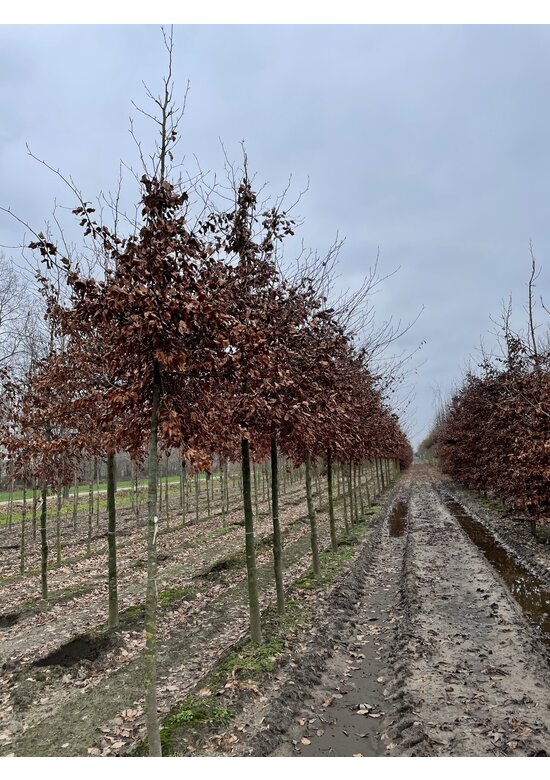 Rotbuche | Fagus sylvatica