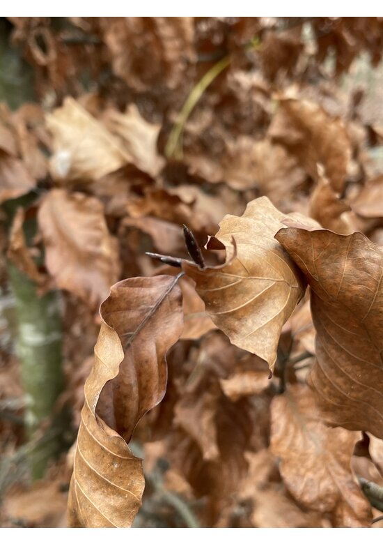 Rotbuche | Fagus sylvatica