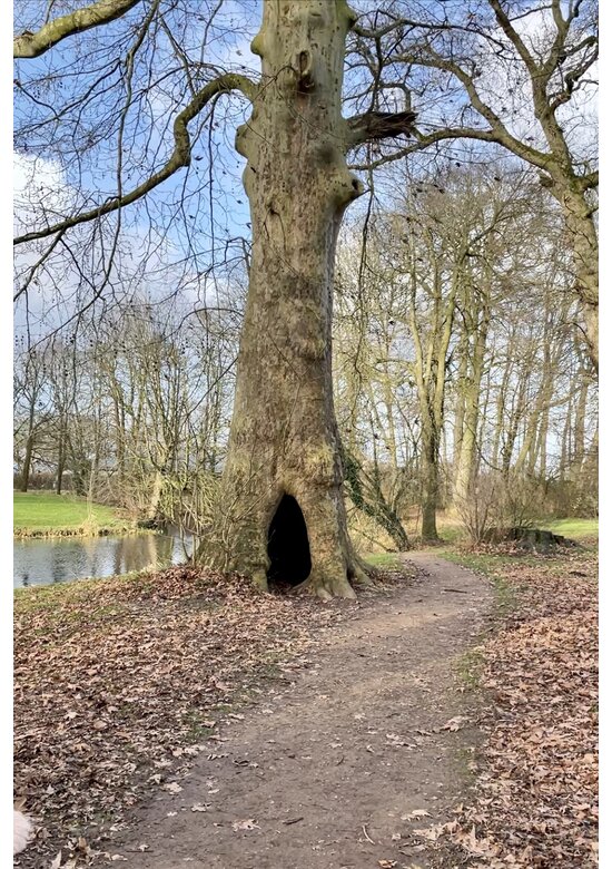 Ahornblättrige Platane | Platanus hispanica