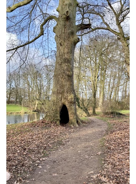 Ahornblättrige Platane | Platanus hispanica Ahornblättrige Platane | Platanus hispanica