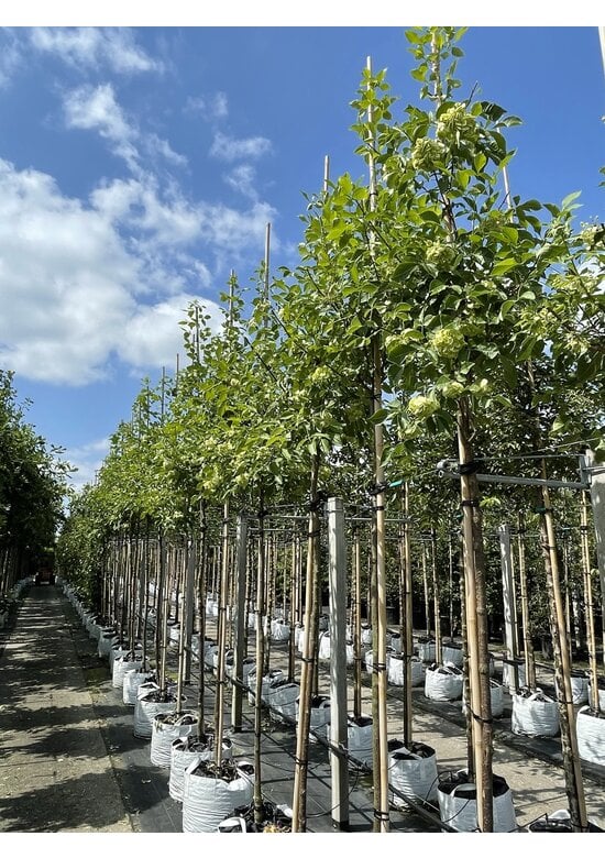 Kleeulme | Ptelea trifoliata