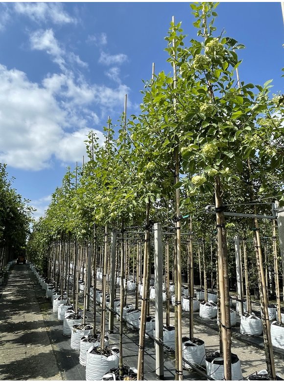 Kleeulme - Hopfenstrauch - Lederstrauch | Ptelea trifoliata Kleeulme - Hopfenstrauch - Lederstrauch | Ptelea trifoliata