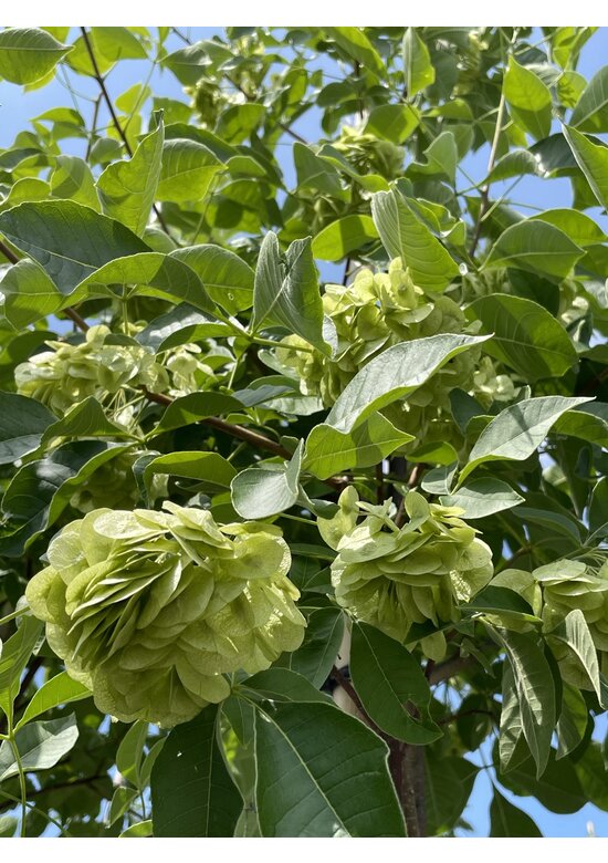 Kleeulme | Ptelea trifoliata