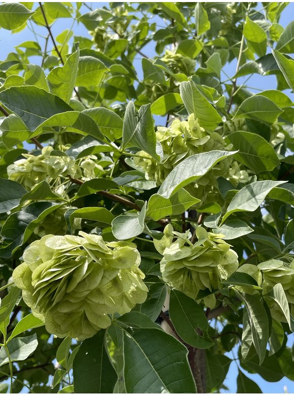 Kleeulme - Hopfenstrauch - Lederstrauch | Ptelea trifoliata Kleeulme - Hopfenstrauch - Lederstrauch | Ptelea trifoliata