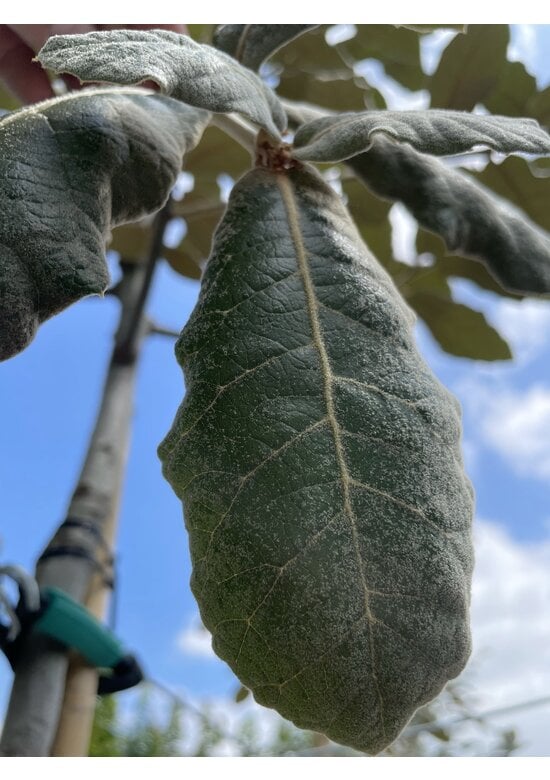 Eiche ‘White House Farm’ | Quercus crassifolia ‘White House Farm’