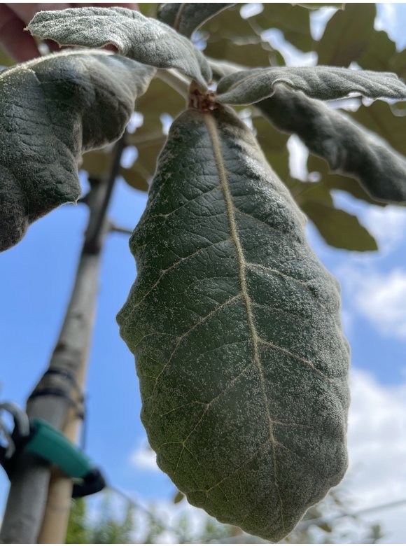 Eiche ‘White House Farm’ | Quercus crassifolia ‘White House Farm’ Eiche ‘White House Farm’ | Quercus crassifolia ‘White House Farm’