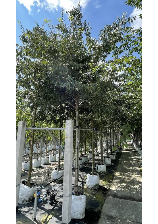 Zürgelbaum - Südlicher Zürgelbaum | Celtis australis