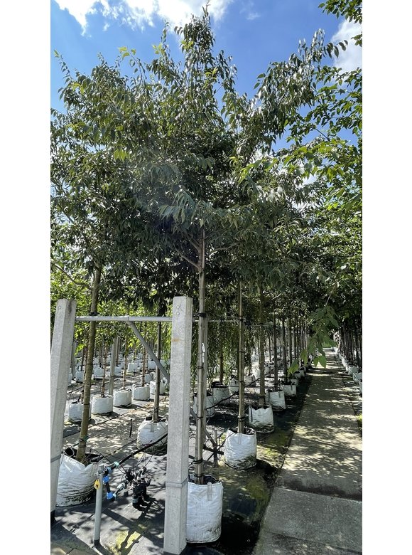 Europäischer Zürgelbaum - Südlicher Zürgelbaum | Celtis australis Europäischer Zürgelbaum - Südlicher Zürgelbaum | Celtis australis