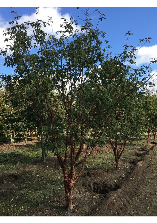 Zimtahorn - Mehrstämmig | Acer griseum