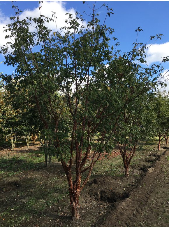 Zimtahorn - Mehrstämmig | Acer griseum Zimtahorn - Mehrstämmig | Acer griseum