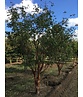 Zimtahorn - Mehrstämmig | Acer griseum Zimtahorn - Mehrstämmig | Acer griseum