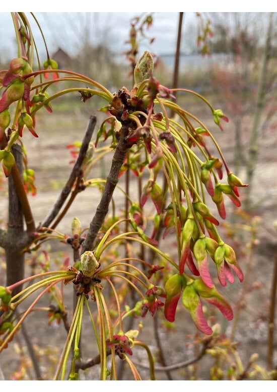 Säulen-Rotahorn 'Scanlon' | Acer rubrum 'Scanlon'