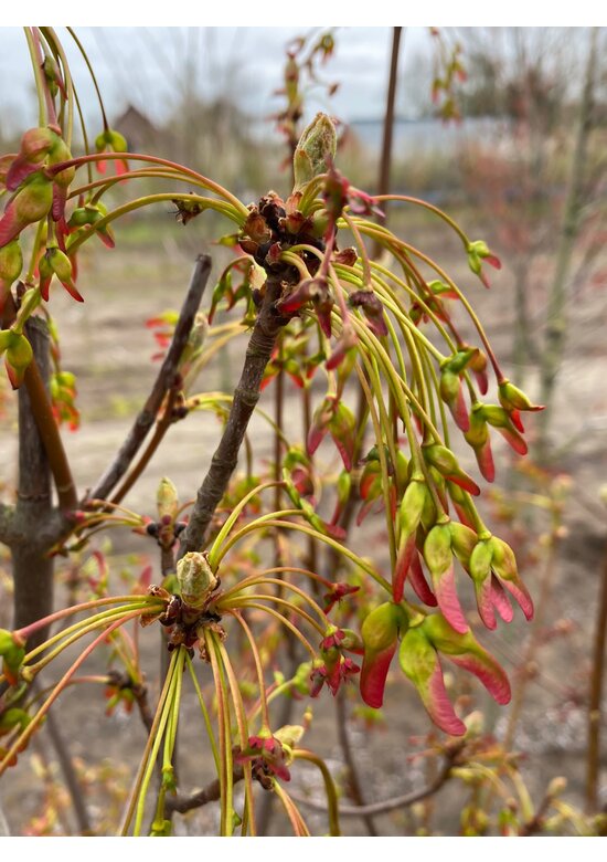 Säulen-Rotahorn 'Scanlon' | Acer rubrum 'Scanlon'