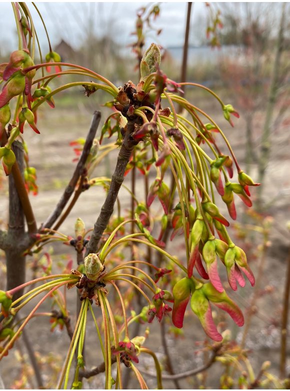 Säulen-Rotahorn 'Scanlon' | Acer rubrum 'Scanlon' Säulen-Rotahorn 'Scanlon' | Acer rubrum 'Scanlon'