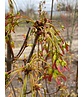 Säulen-Rotahorn 'Scanlon' | Acer rubrum 'Scanlon'
