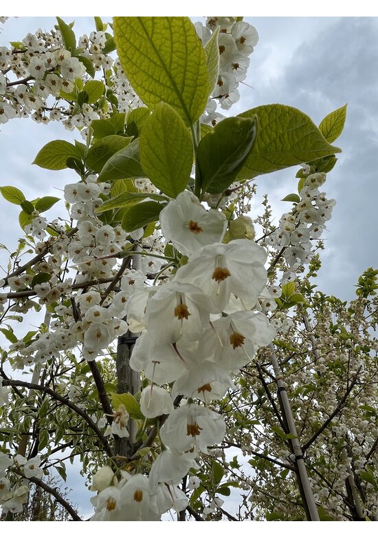 Schneeglöckchenbaum | Halesia carolina