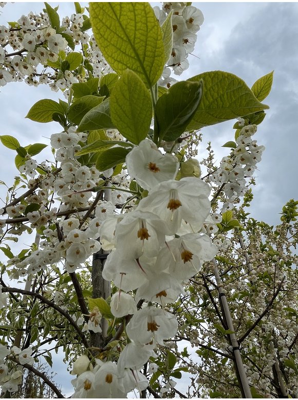 Schneeglöckchenbaum | Halesia carolina Schneeglöckchenbaum | Halesia carolina