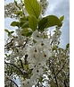 Schneeglöckchenbaum | Halesia carolina