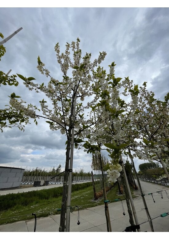 Schneeglöckchenbaum | Halesia carolina
