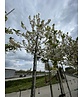 Schneeglöckchenbaum | Halesia carolina