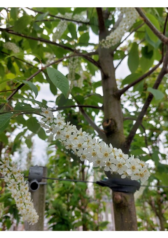 Traubenkirsche | Prunus padus Traubenkirsche | Prunus padus