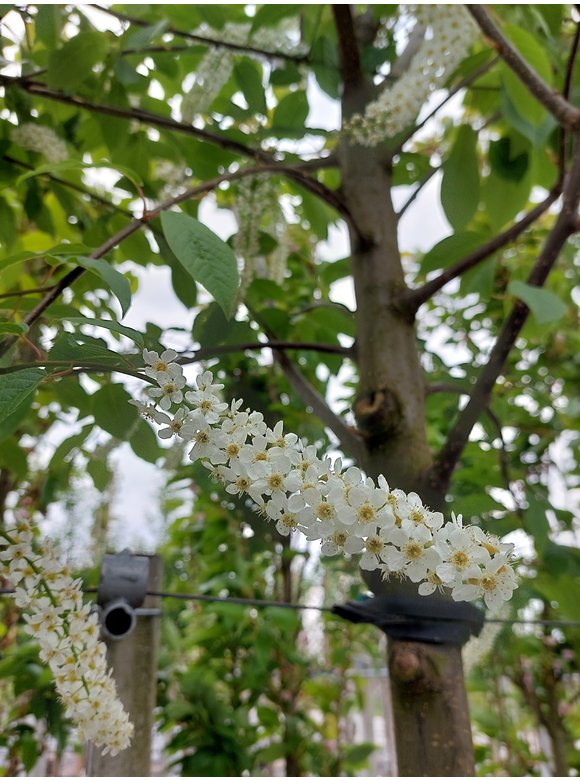 Trauben-Kirsche - Gemeine Traubenkirsche | Prunus padus Trauben-Kirsche - Gemeine Traubenkirsche | Prunus padus