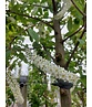 Traubenkirsche | Prunus padus Traubenkirsche | Prunus padus
