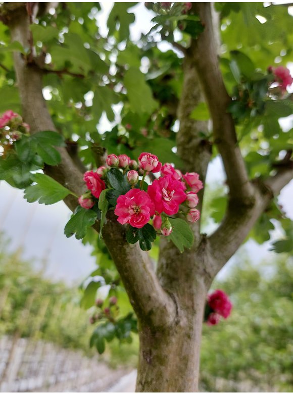 Echter Rotdorn 'Pauls Scarlet' | Crataegus media 'Pauls Scarlet' Echter Rotdorn 'Pauls Scarlet' | Crataegus media 'Pauls Scarlet'