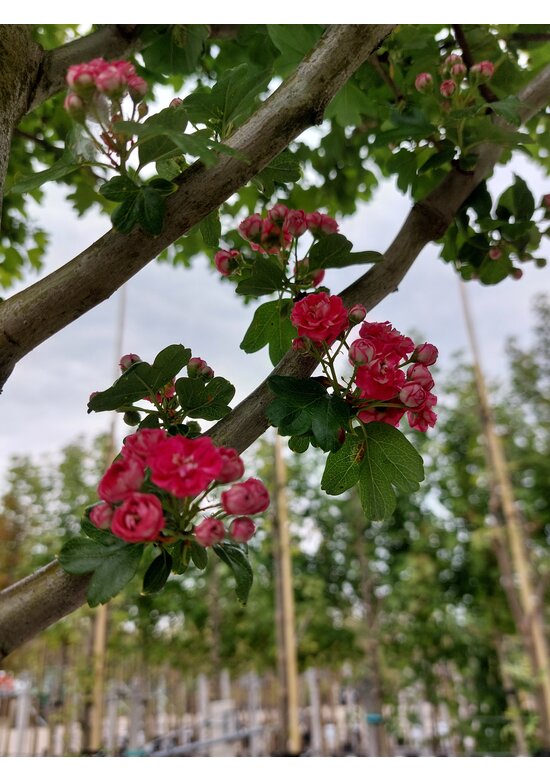 Rotdorn Baum | Crataegus media 'Pauls Scarlet'