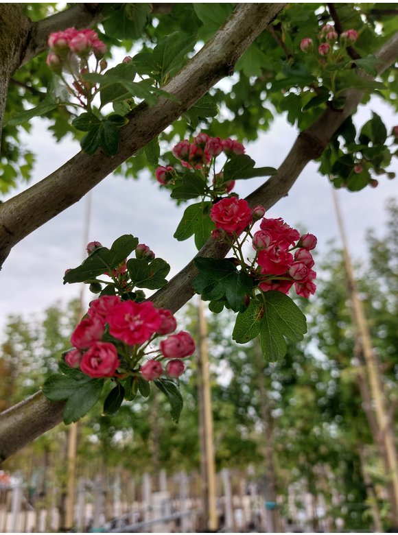 Echter Rotdorn 'Pauls Scarlet' | Crataegus media 'Pauls Scarlet' Echter Rotdorn 'Pauls Scarlet' | Crataegus media 'Pauls Scarlet'
