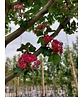 Echter Rotdorn 'Pauls Scarlet' | Crataegus media 'Pauls Scarlet'